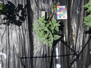 planttop