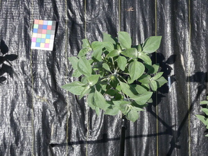 planttop