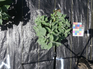 planttop