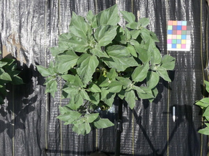 planttop