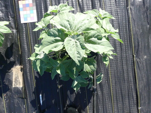 planttop