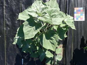planttop