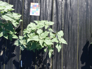 planttop