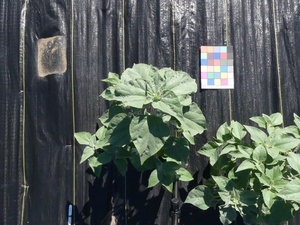 planttop