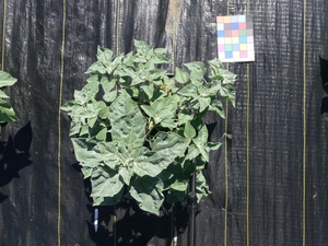 planttop
