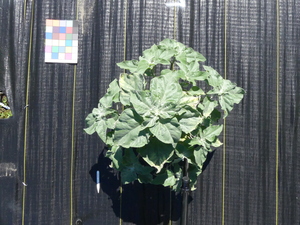 planttop