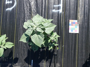 planttop