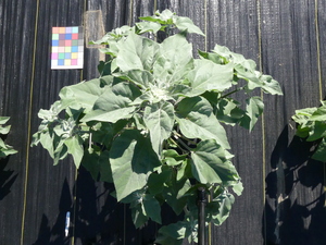 planttop