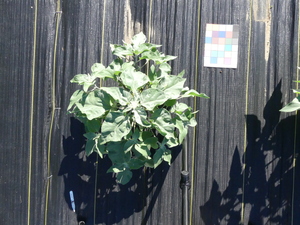 planttop