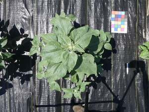 planttop