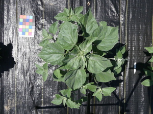 planttop