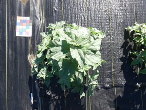 planttop