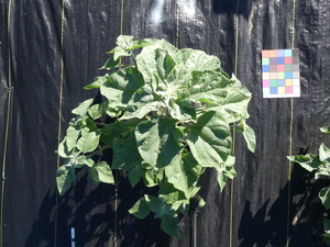 planttop