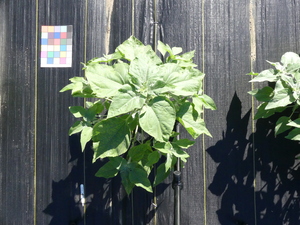 planttop