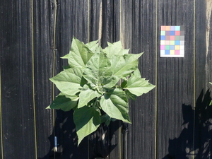 planttop