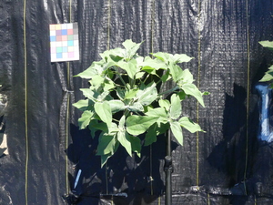 planttop