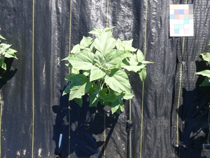 planttop