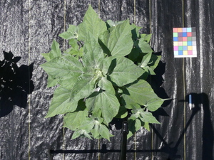 planttop
