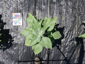 planttop