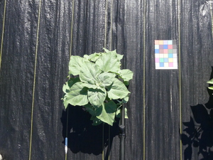 planttop