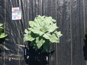 planttop