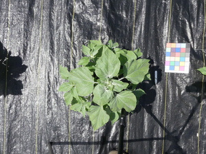 planttop