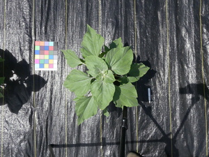 planttop