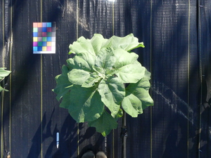 planttop