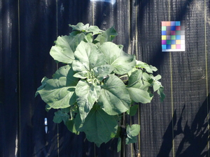 planttop