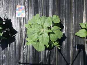 planttop