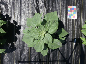 planttop