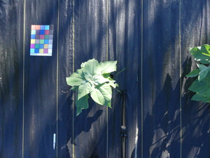 planttop