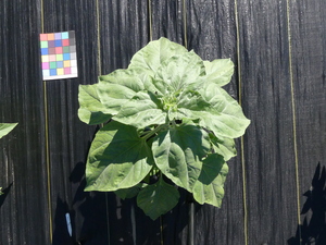 planttop