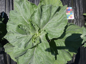 planttop