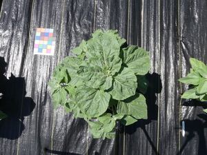 planttop
