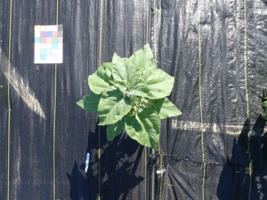 planttop