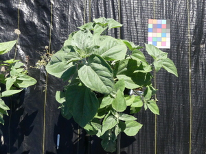 planttop