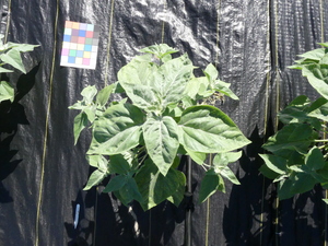 planttop
