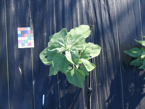 planttop