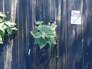 planttop