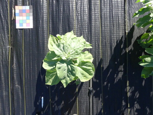 planttop