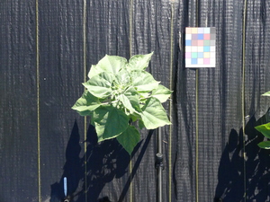 planttop