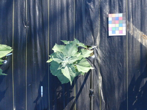 planttop