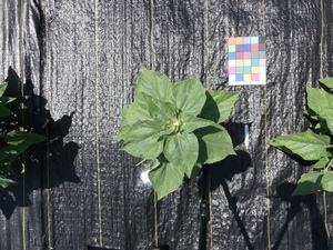 planttop