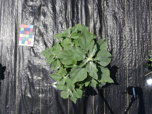planttop