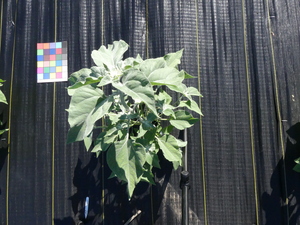 planttop