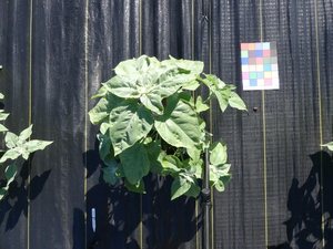 planttop