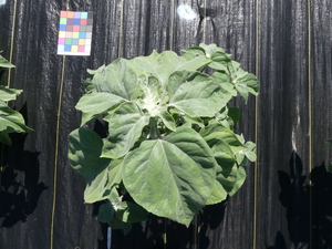 planttop