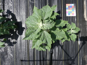 planttop
