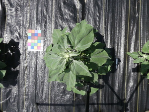 planttop